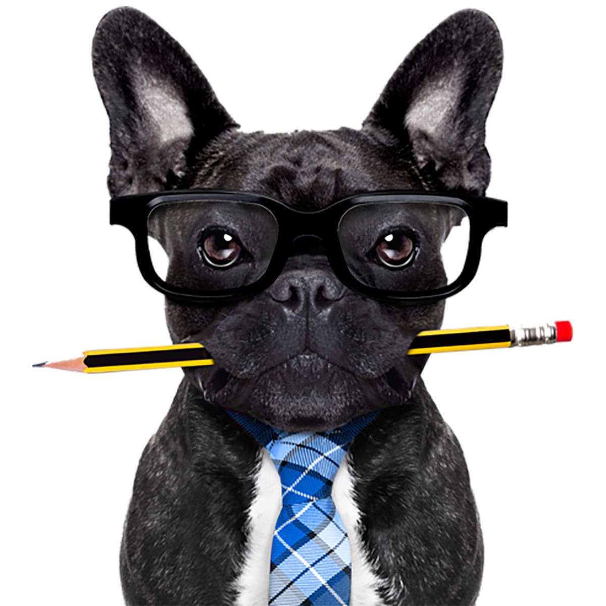french bull dog with pencil
