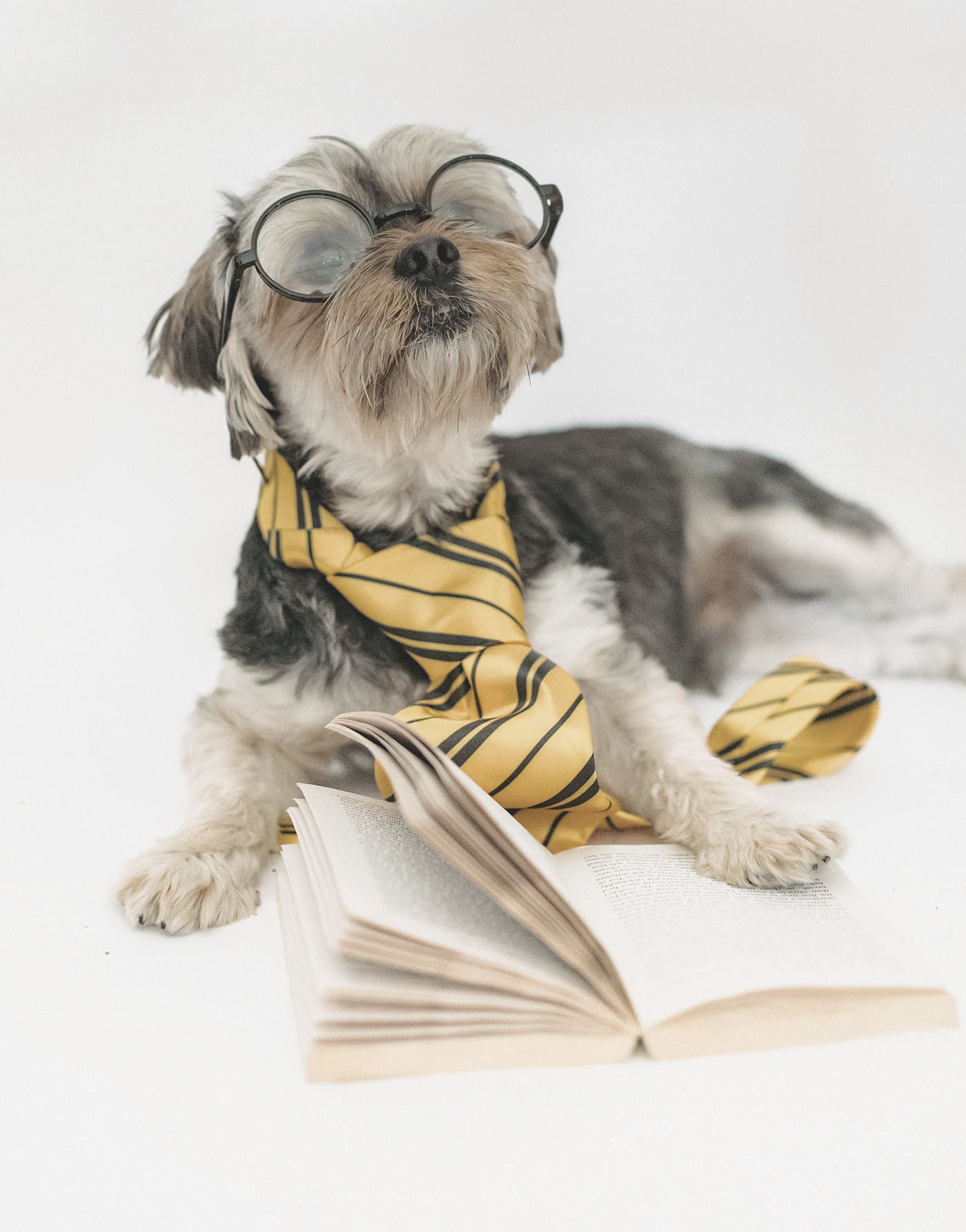 dog with glasses and book
