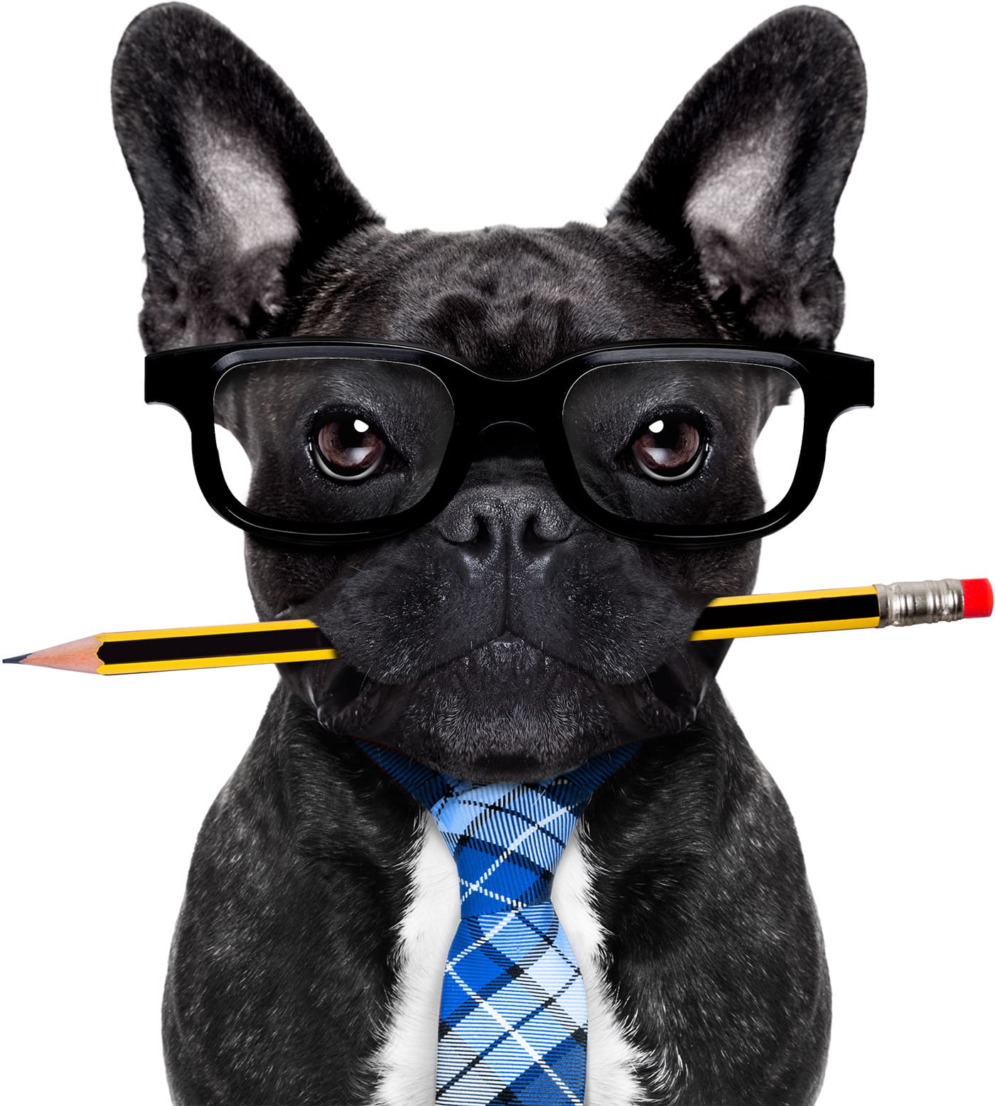 Frenchie with pencil and tie