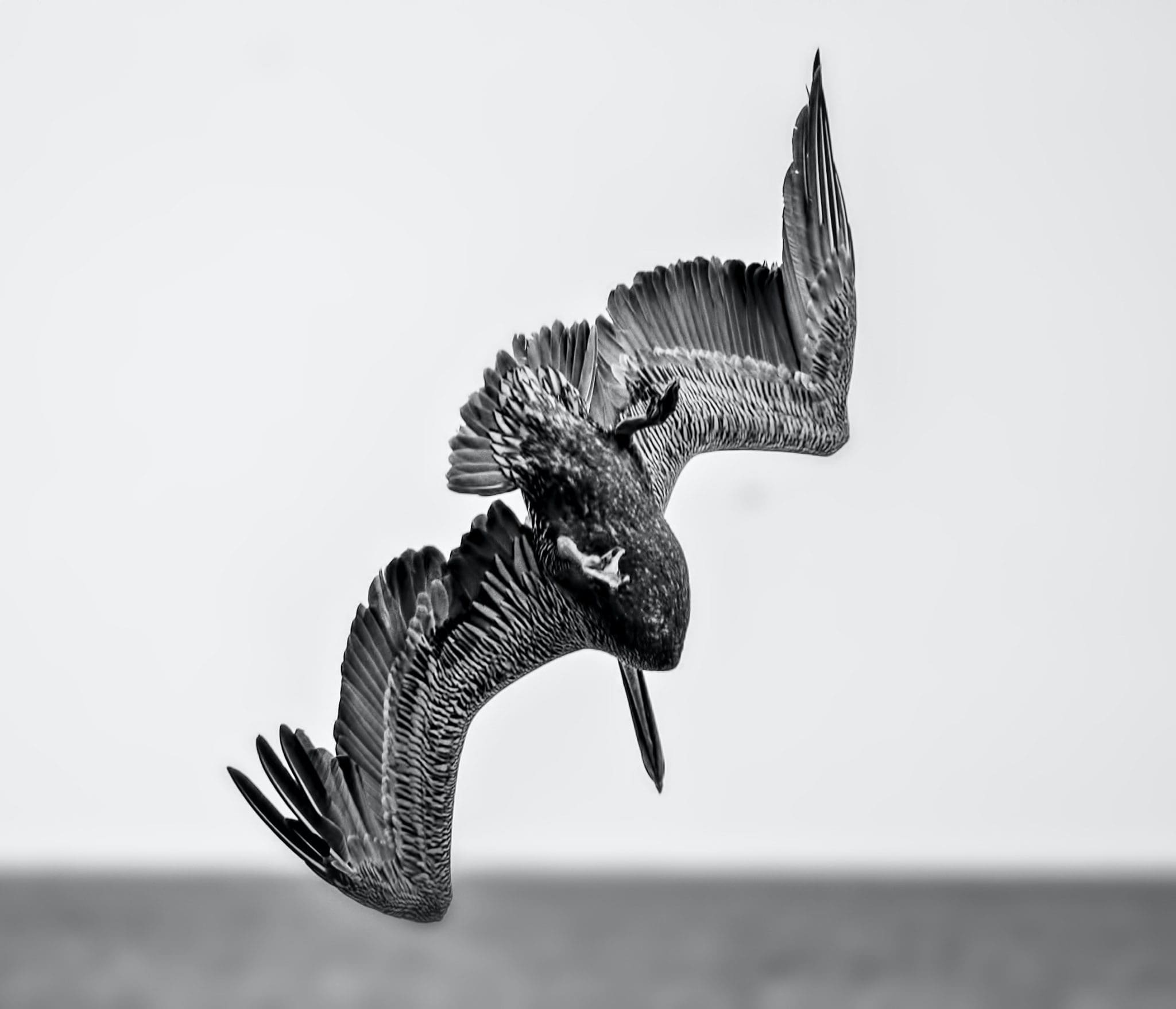 Diving Pelican