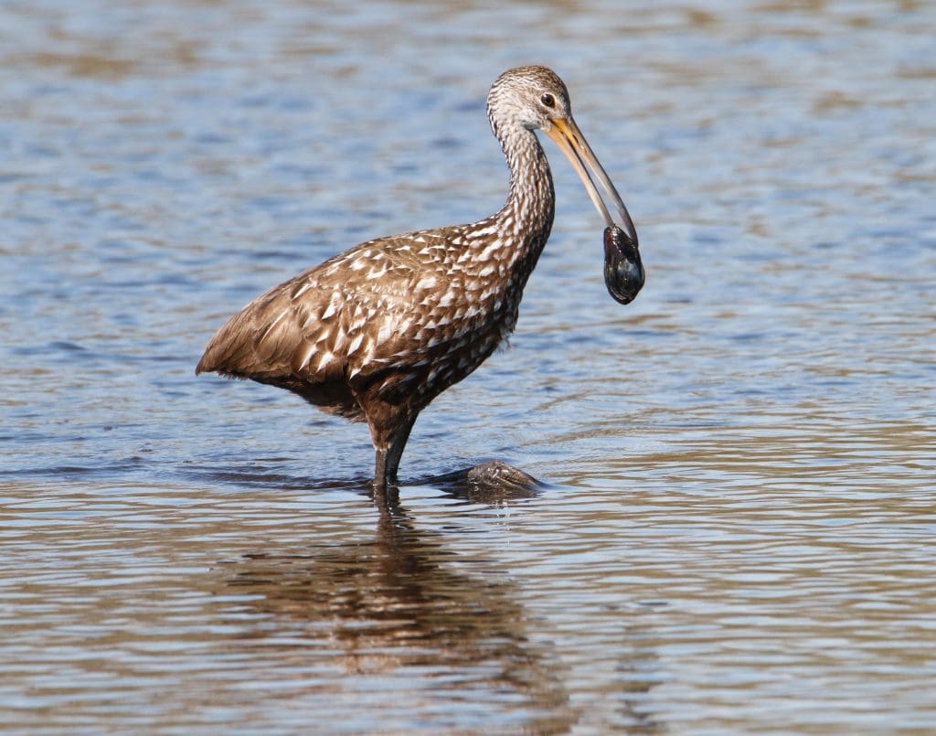 I kept hearing this loud squawking at dawn every morning and again after dark. I mean, really loud, and I couldn’t...