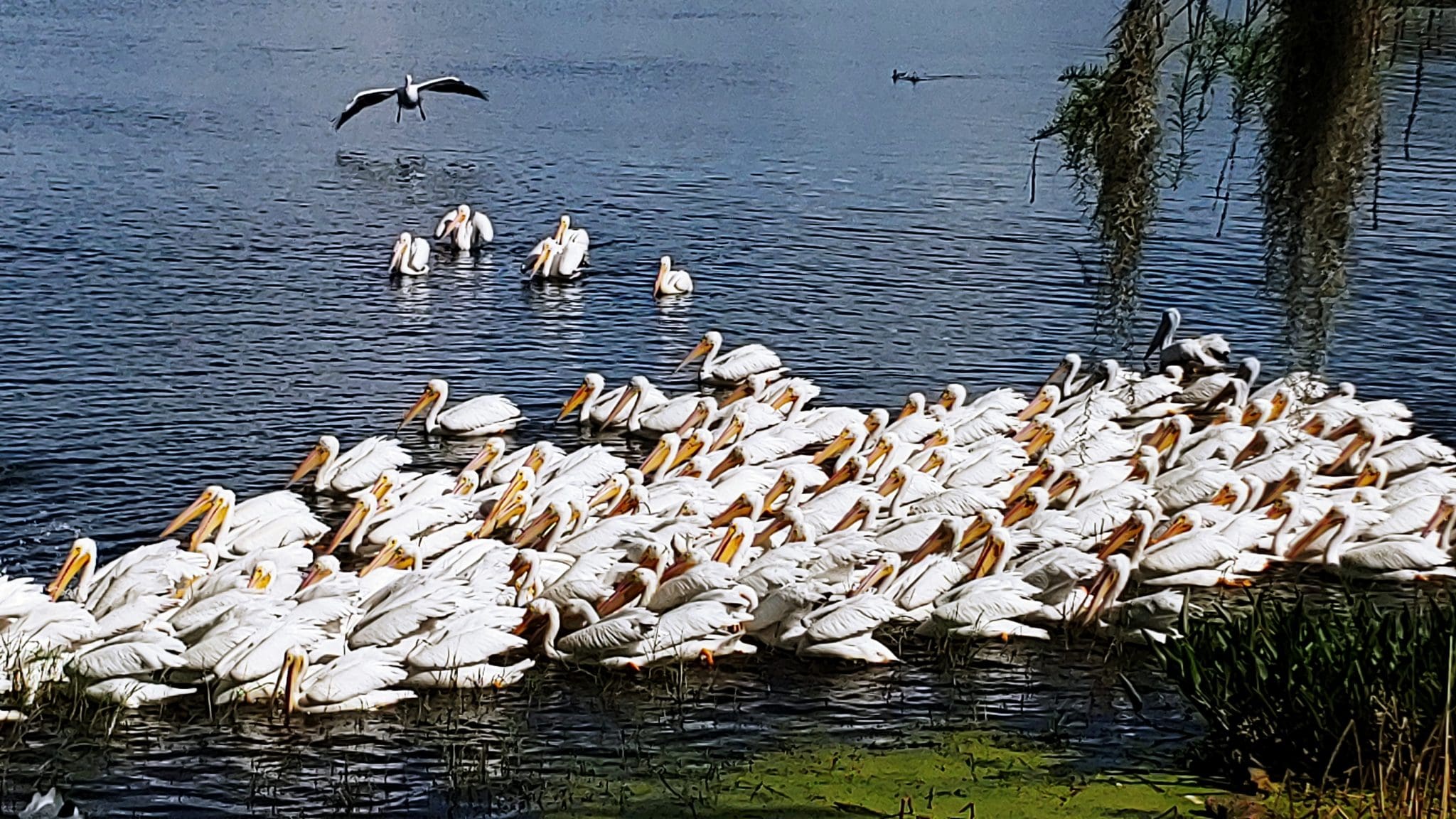 White Pelicans