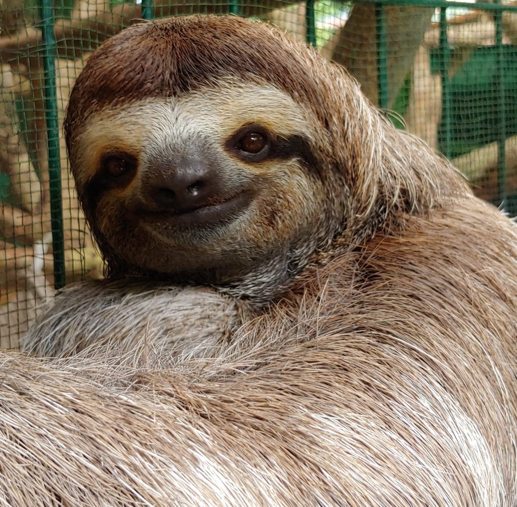 I fell in love with Costa Rica in 2018 when Bob and I visited the Caribbean and Pacific coasts and many points in between.