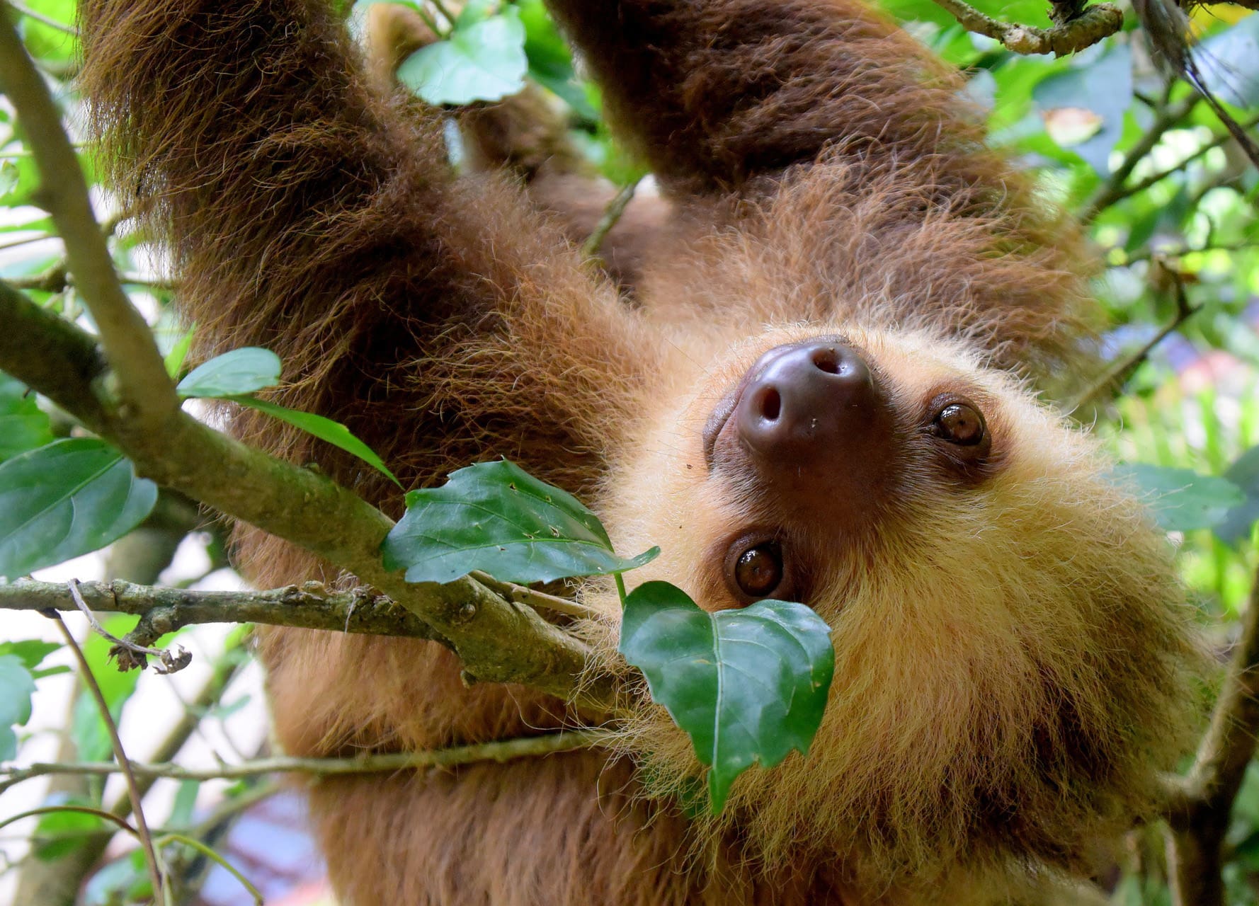 sloth-happy Happy Sloth