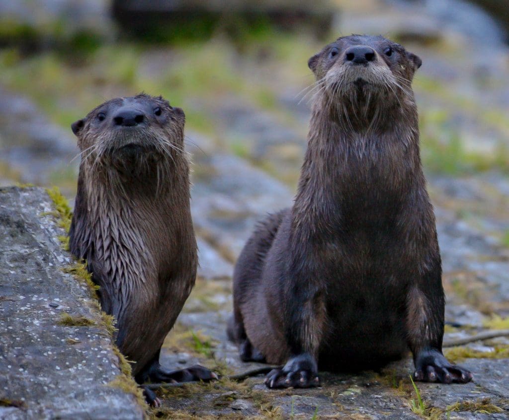 How do you feel about trying new things? Some people thrive on the energy derived from tackling something new and unknown. But, if you're like most...