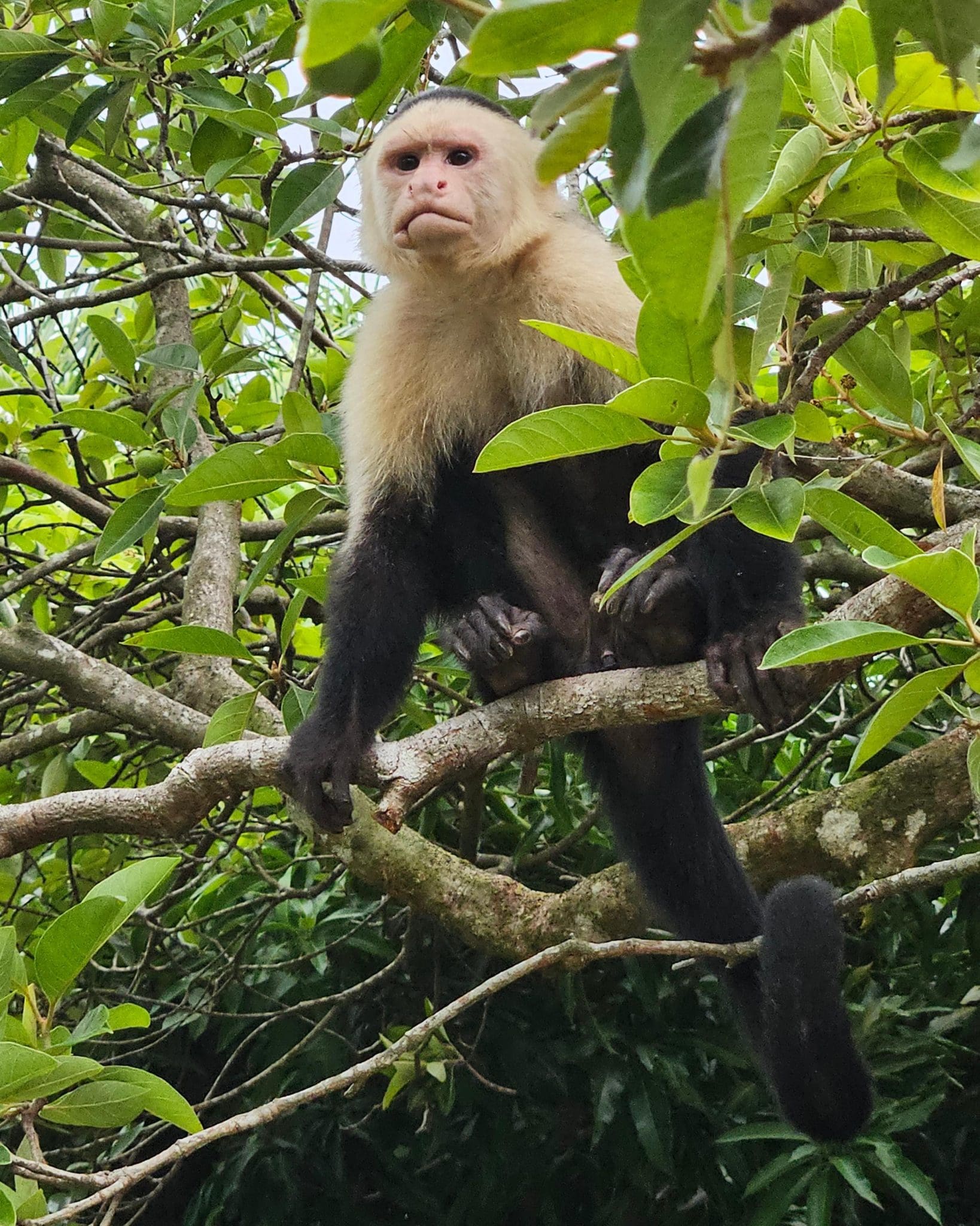 White-faced capuchin at Parador