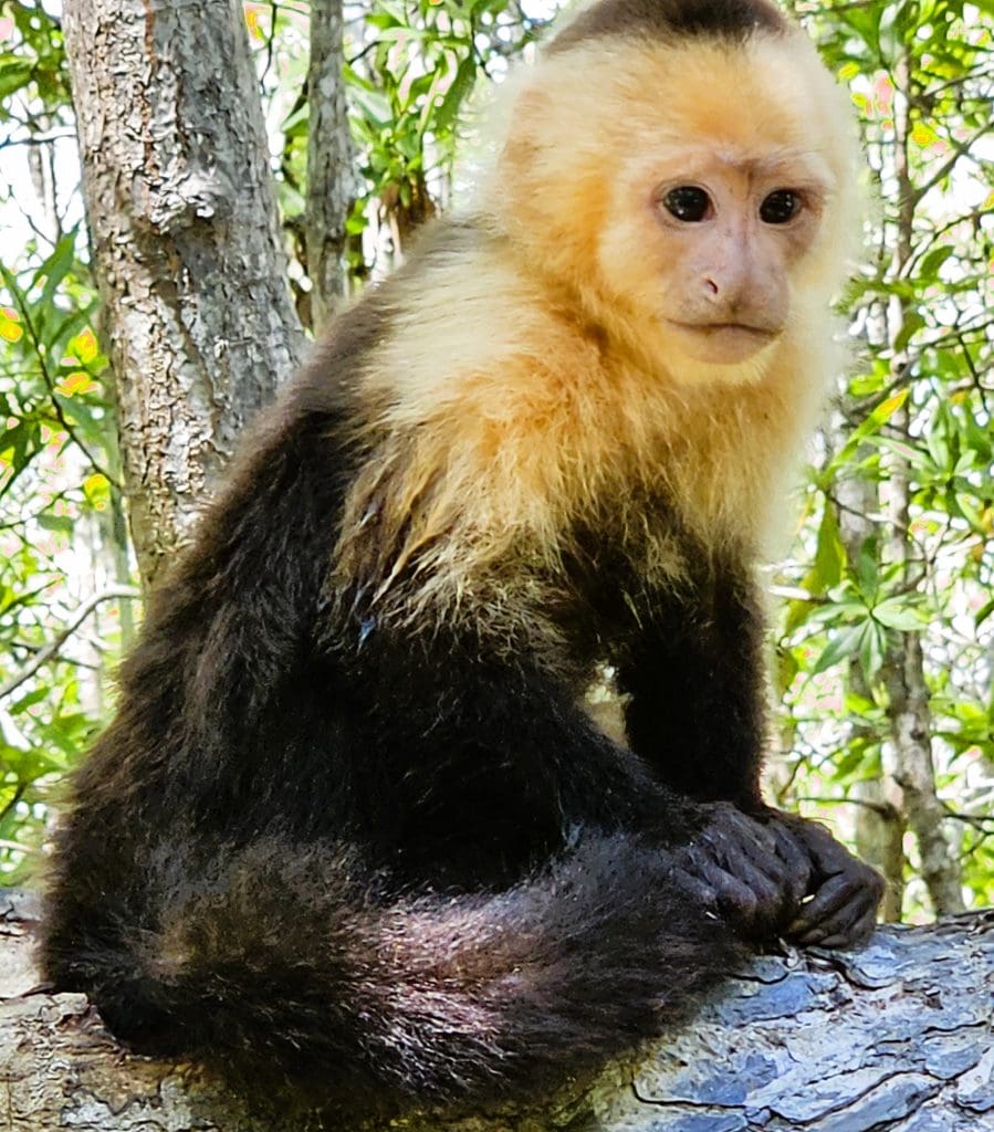 If you like monkeys, Costa Rica is the place to go! I visited Parador Nature Resort and Spa in Manuel Antonio, Costa Rica, in June to finalize...
