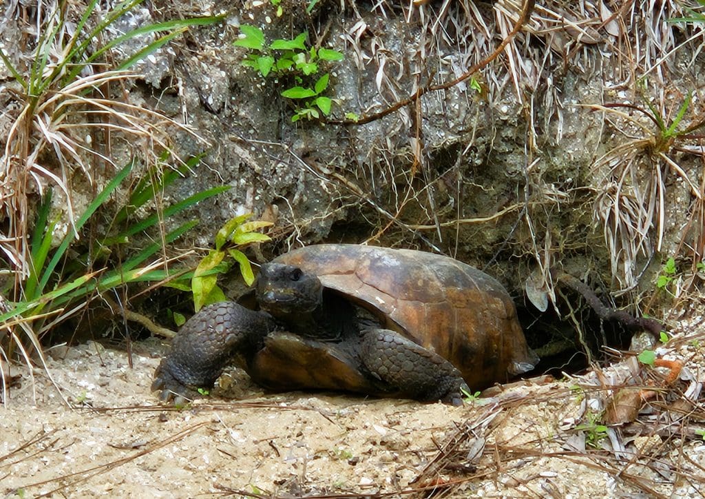 How do you hike in Florida?

Well, I take a step with one foot and...