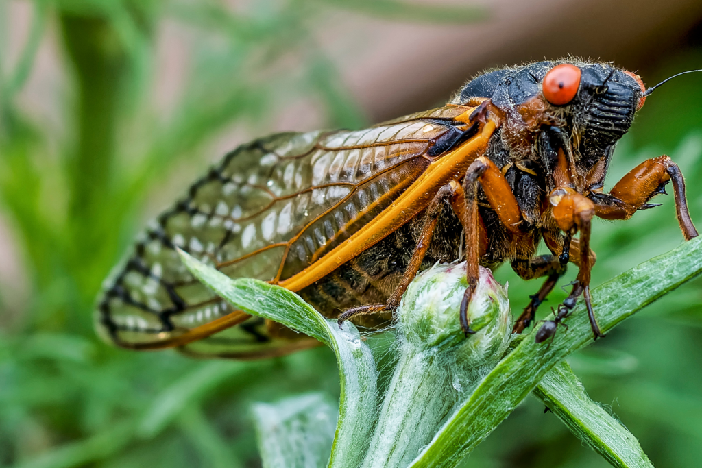 Our sugar-ant situation is nothing compared to what will befall the Midwest and Southeast this summer.