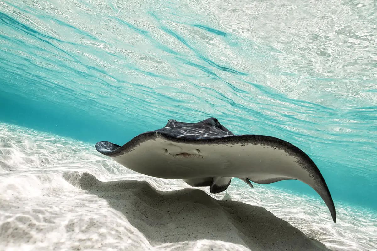 Sting Ray Bahamas